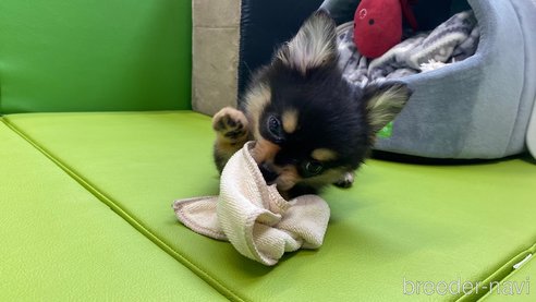 成約済の兵庫県のポメチワ:ポメラニアン×チワワ-314424の2枚目